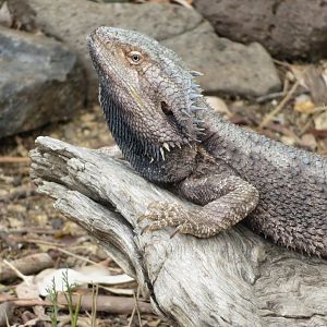Darling Downs Zoo, December 2019