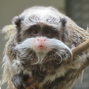 Emperor Tamarin, Darling Downs Zoo 2019