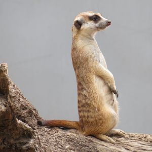 Meerkat at Darling Downs Zoo, December 2019