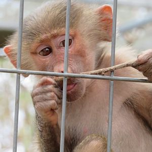 Young Baboon at Darling Downs Zoo, December 2019