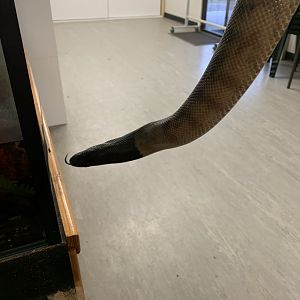 BHP the Black Headed Python