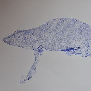 Tarzan's Chameleon (CR) Drawing