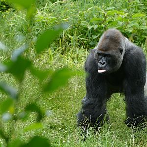 Gorilla N'Dowe, re-opening day 6 July 2020