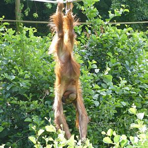 Tatty, Bornean orangutan. Re-opening day 6 July 2020