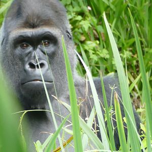 Gorilla Kivu, re-opening day 6 July 2020