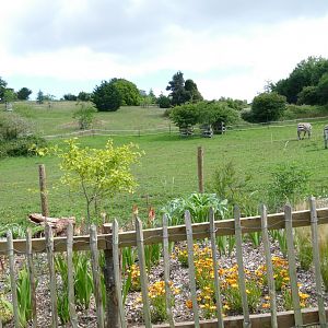 Hartmann's mountain zebras, re-opening day 6 July 2020
