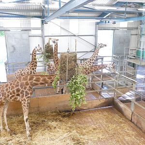Rothschild's giraffes, re-opening day 6 July 2020