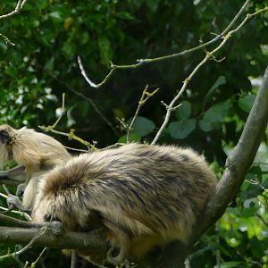Black howler monkeys, re-opening day 6 July 2020