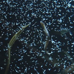 Greater pipefish (Syngnathus acus) and Rock gunnel/Butterfish (Pholis gunnellus) feeding on Mysis shrimp, 2020-05-24