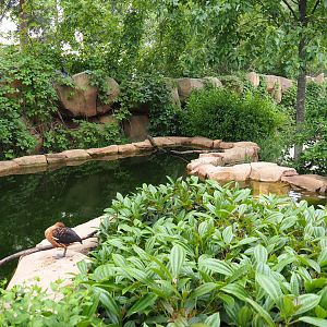Savanna aviary - Bird pool, 2020-05-24