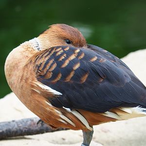Fulvous whistling duck (Dendrocygna bicolor), 2020-05-24
