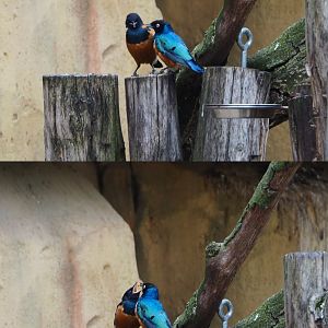 Superb starlings (Lamprotornis superbus),  2020-05-24