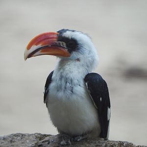 Von der Decken's hornbill (Tockus deckeni), 2020-05-24