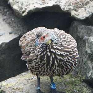 Yellow-necked francolin (Pternistis leucoscepus), 2020-05-24