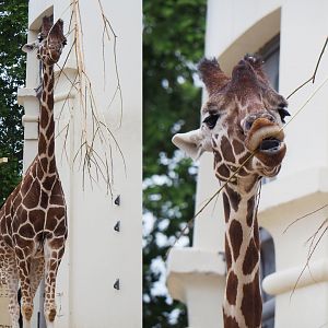 Impure Reticulated giraffe (Giraffa reticulata), 2020-05-24