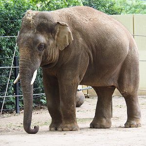 Asian elephant (Elephas maximus) Assam, 2020-05-24