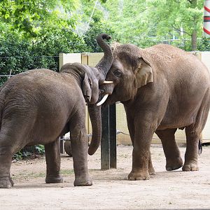 Asian elephants (Elephas maximus) Sam and Assam, 2020-05-24
