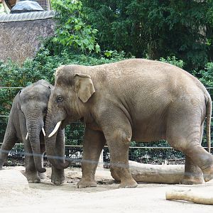 Asian elephants (Elephas maximus) Sam and Assam, 2020-05-24