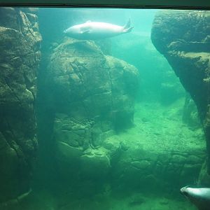 Underwater view harbor seals, 2020-05-24