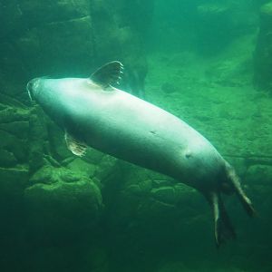 Eastern Atlantic harbor seal (Phoca vitulina vitulina) underwater, 2020-05-24