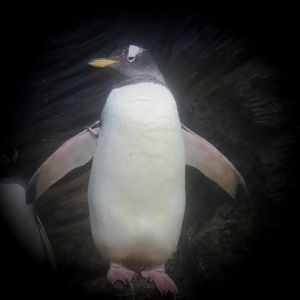Subantarctic gentoo penguin (Pygoscelis papua papua), 2020-05-24