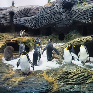 King penguin (Aptenodytes patagonicus), 2020-05-24