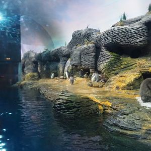 Vriesland - King penguin, Macaroni penguin and Subantarctic gentoo penguin exhibit, 2020-05-24