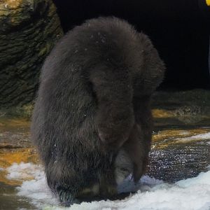 Juvenile King penguin Urban (Aptenodytes patagonicus), 2020-05-24