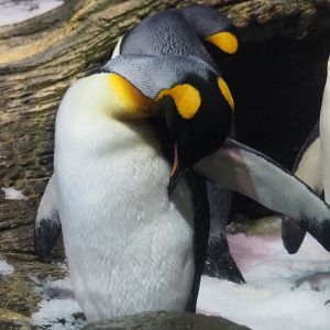 King penguin (Aptenodytes patagonicus), 2020-05-24