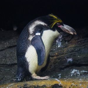 Macaroni penguin (Eudyptes chrysolophus), 2020-05-24