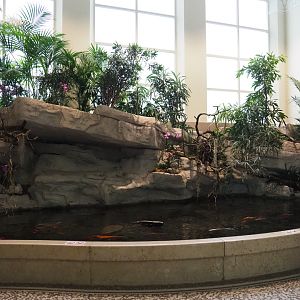 Koi pond in the entrance hall of the aquarium, 2020-05-24