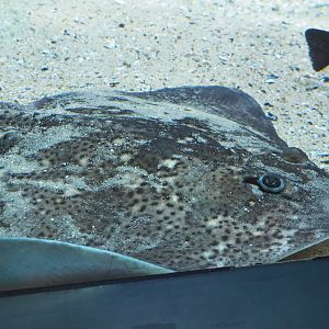 Undulate ray (Raja undulata), 2020-05-24
