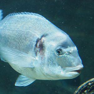 Gilthead seabream (Sparus aurata), 2020-05-24