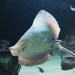 Underside of an Undulate ray (Raja undulata), 2020-05-24