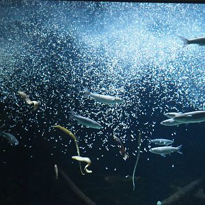 Mysis shrimp feeding frenzy in the temperate sea tank, 2020-05-24