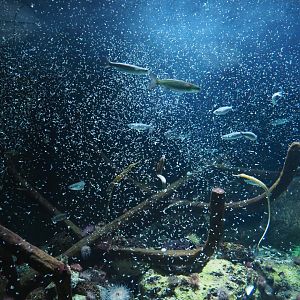 Mysis shrimp feeding frenzy in the temperate sea tank, 2020-05-24