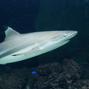 Blacktip reef shark (Carcharhinus melanopterus), 2020-05-24
