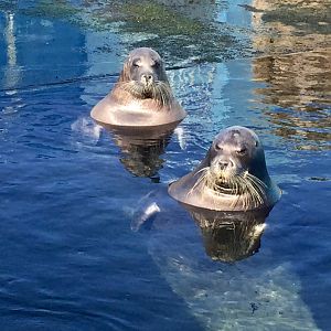 Bearded Seal (Erignathus barbatus)