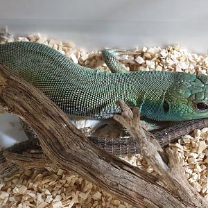 Balcan green lizard - Lacerta trilineata trilineata