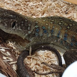 Sierra Nevada lizard - Timon nevadensis