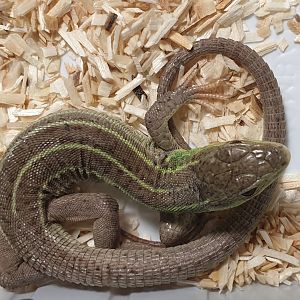 Balcan green lizard - Lacerta trilineata dobrogica