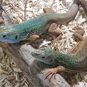 Pamphylian green lizard - Lacerta pamphylica