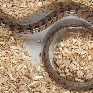 Sheltopusik - Pseudopus apodus thracius