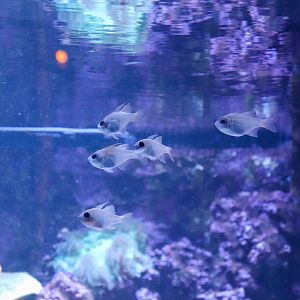 Threadfin Cardinalfish (Zoramia leptacantha)