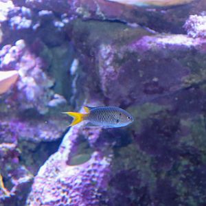 Yellowtail Demoiselle (Neopomacentrus azysron)