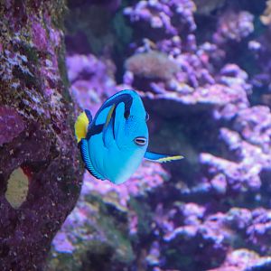 Pacific Blue Tang (Paracanthurus hepatus)