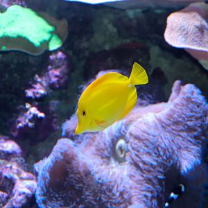 Yellow Tang (Zebrasoma flavescens)