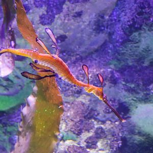 Weedy Seadragon (Phyllopteryx taeniolatus)