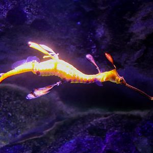 Weedy Seadragon (Phyllopteryx taeniolatus)
