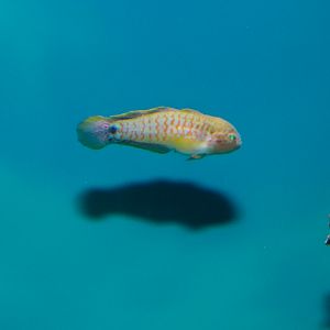 Peacock Gudgeon (Tateurndina ocellicauda)